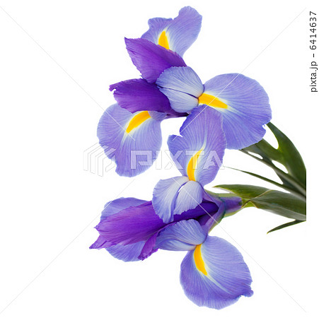 irises flowers 6414637
