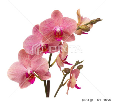 pink orchid flowers 6414650