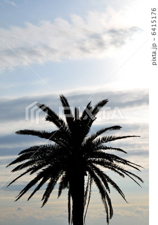 やしの木 やしの木 6415176