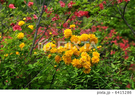 八重山吹の花 八重山吹の花 6415286