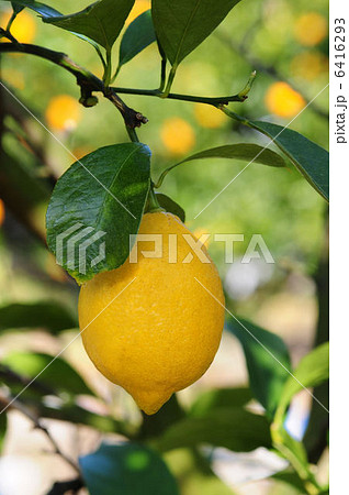 レモン 6416293