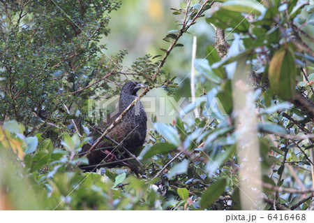 アンデスシャクケイ アンデスシャクケイ 6416468