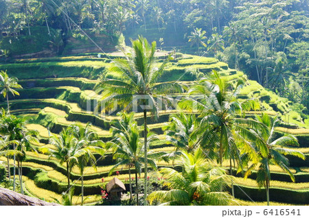 ライステラス ライステラス 6416541