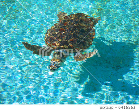 うみがめ 6416563