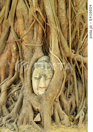 アユタヤ遺跡の仏頭 6416604