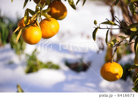 みかん 6416673