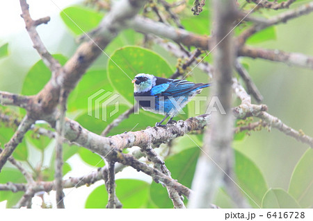 メンガタフウキンチョウ 6416728