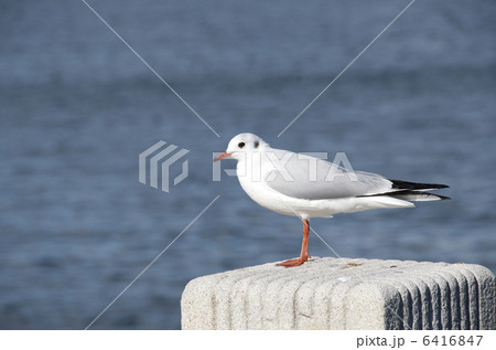 カモメ 6416847