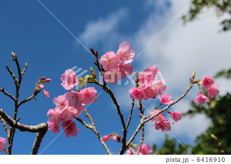 寒緋桜 6416910