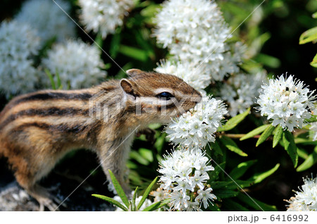 エゾシマリス エゾシマリス 6416992