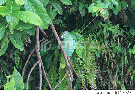 ムジボウシインコ 6417028