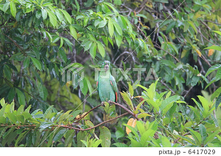 ムジボウシインコ 6417029