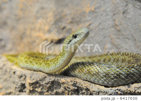 アオダイショウ アオダイショウ 6417030