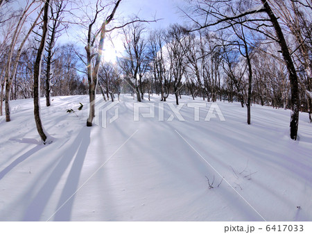 冬の林 6417033