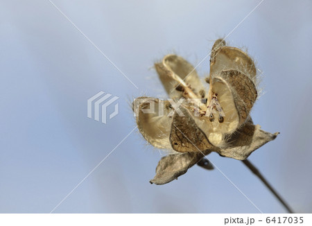 枯れ芙蓉 6417035