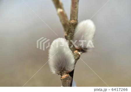 ネコヤナギ 6417266