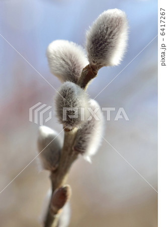 ネコヤナギ 6417267