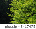 森の新緑 6417475