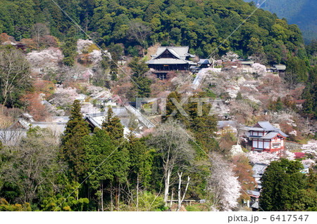 花咲く春の長谷寺 6417547