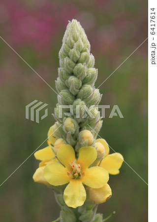 ビロードモウズイカの花 ビロードモウズイカの花 6417614