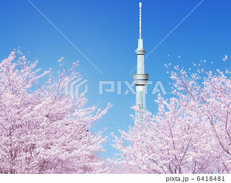 桜とスカイツリーのイラスト素材