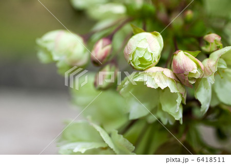 ウコンザクラ ウコンザクラ 6418511