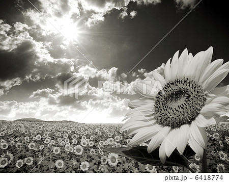 ひまわり畑 6418774