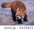 レッサーパンダ 6418825