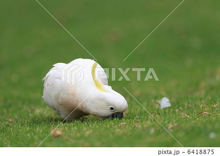 キバタン 6418875