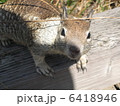 リス 6418946