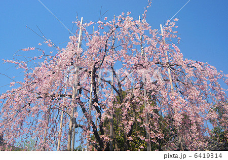 浅草寺、六角堂シダレ桜 浅草寺、六角堂シダレ桜 6419314