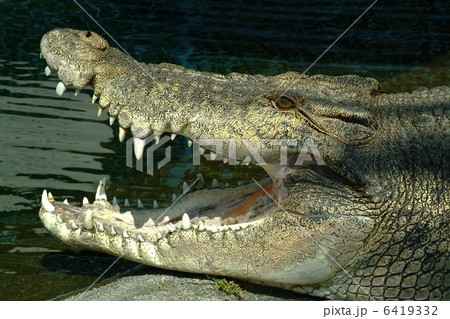 水辺の雄叫び 水辺の雄叫び 6419332