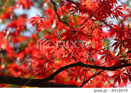 紅葉 紅葉 6419676