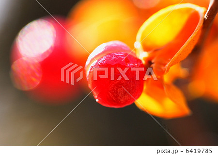 ツルウメモドキ 6419785