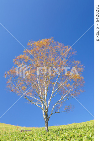 木立 木立 6420281