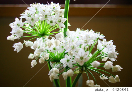 アリウム コワニー 花言葉 正しい主張 Allium Neapolitanumの写真素材