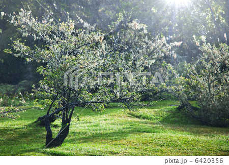 Rain in garden Rain in garden 6420356