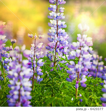 Flowers on Alaska 6420377