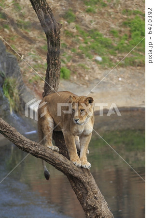 ライオンの木登り 6420392