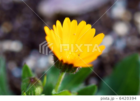 カレンジュラ 花言葉 慈愛 Calendulaの写真素材