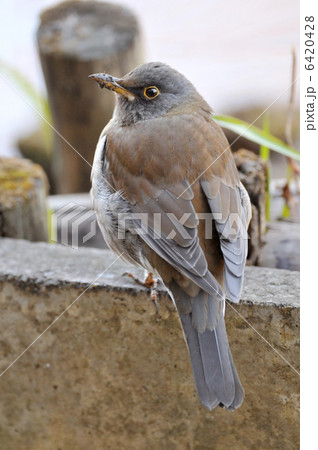 シロハラ 6420428