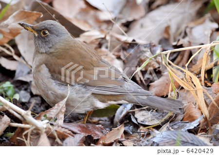 シロハラ 6420429