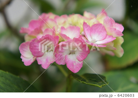 アジサイ 6420603