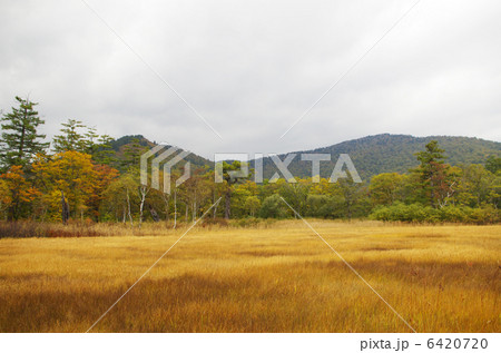 尾瀬ケ原 6420720