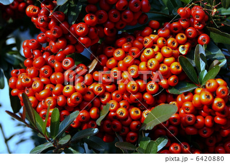 ピラカンサの赤い実 6420880