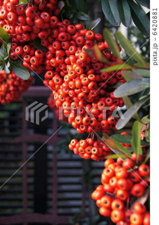 ピラカンサ 6420881