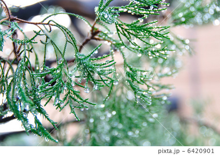 雨だれるヒバの葉 6420901