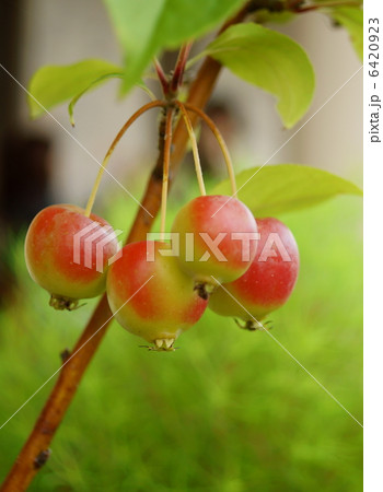 姫林檎（ひめりんご）　花言葉：永久の幸せ　The Crab Apples 6420923