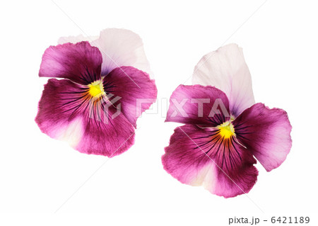 美しい赤紫のパンジー2輪の写真素材
