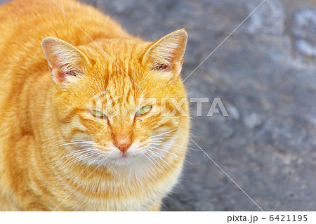 相島の猫 6421195